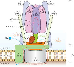 Image of schematic model of V-ATPase in Enterococcus hirae