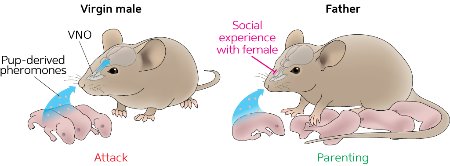 Illustration of mice