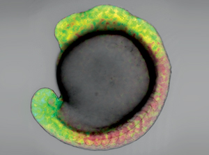 Image of a zebrafish embryo 