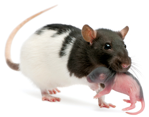Image of mice