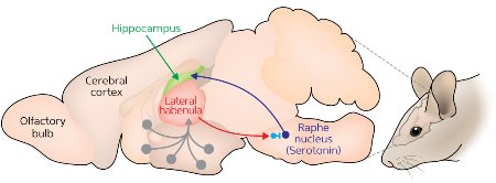 Schematic of the rhythmic theta activity in mouse brain