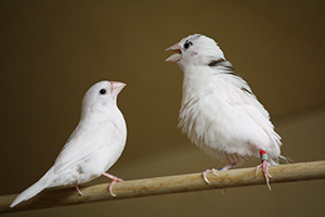 Image of finches