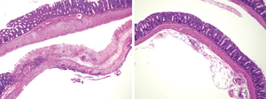 Image of mouse intestinal epithelium