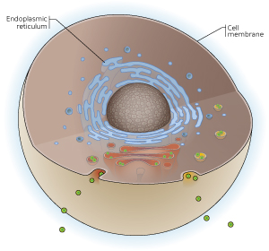 Image showing internal structure of a cell