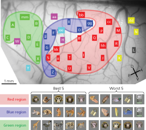 Image of mapping brain regions