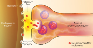 image showing the action of of synapses