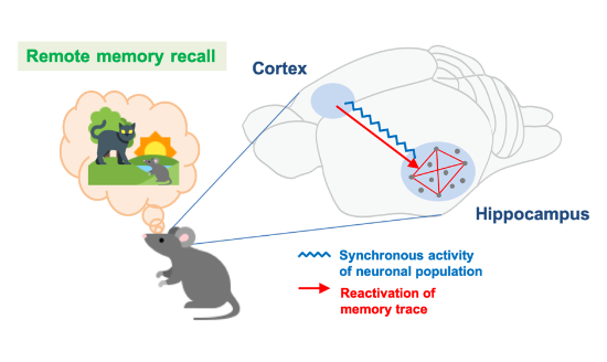 synchrony between cortex and hippocampus increases for older memories