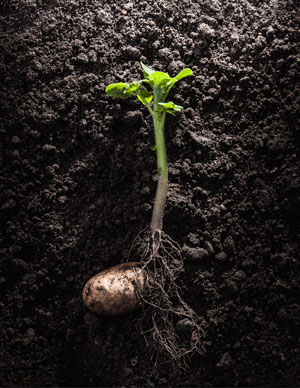 Image of a potato sprout