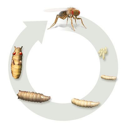 Diagram showing fly's life cycle