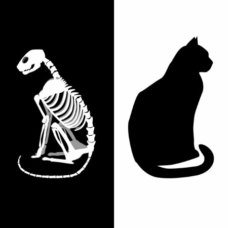 image of Schrödinger's cat