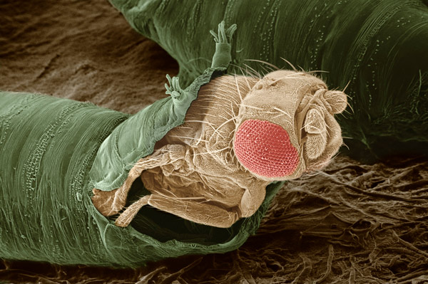 image of a fruit-fly 