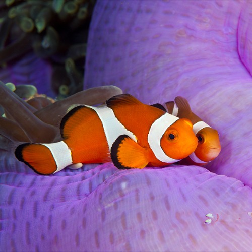 image of clownfish