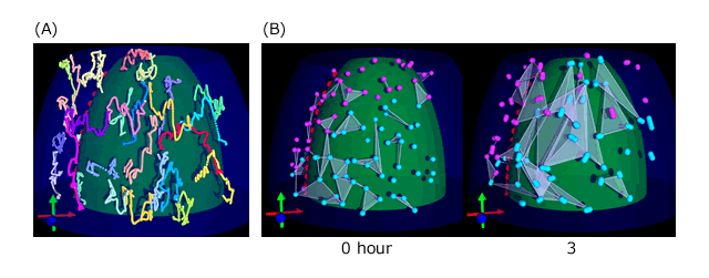 Three-dimensional tracking of mesodermal nuclei.