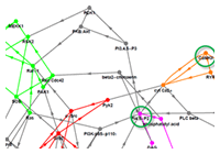 Structure and dynamics of regulatory networks