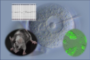 Image of producing genetically modified mice Image of producing genetically modified mice