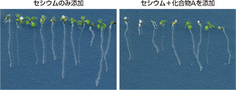 化合物の作用例の画像