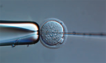 CRISPR/Cas9によるノックアウトマウスの作製中の画像