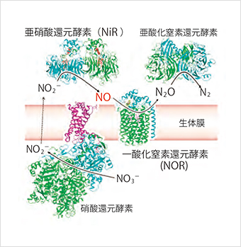 複数の金属を含むタンパク質（酵素）により反応が連続的に進む脱窒の過程のイメージ図