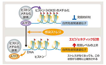 自然免疫の記憶メカニズムのイメージ図