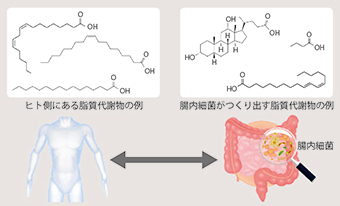 ヒトと腸内細菌の脂質代謝物を介した相互作用のイメージ図