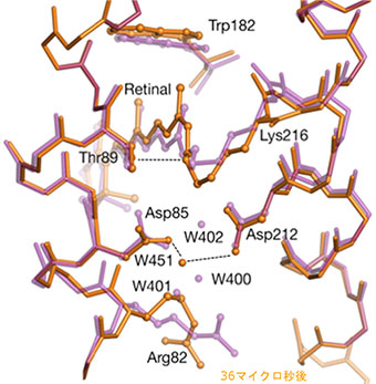 SACLAで見たバクテリオロドプシンの構造変化の図