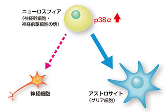 22番染色体長腕11.2領域の欠失による脳細胞の分化異常のイメージ図