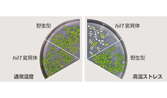 hil1変異体の高温ストレスに対する応答の図