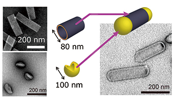 2種類のペプチド分子から成る魚雷形ナノカプセルの図