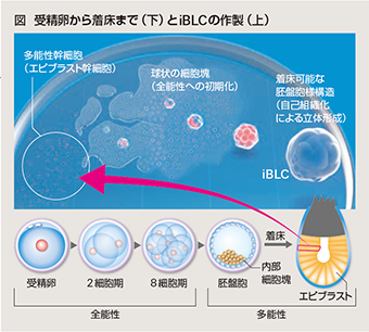 受精卵から着床まで(下)とiBLCの作成(上)