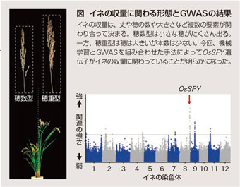 イネの収量に関わる形態とGWASの結果の図
