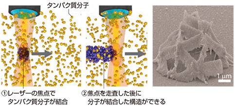 タンパク質3Dプリンティングの原理（左）と立体構造の図