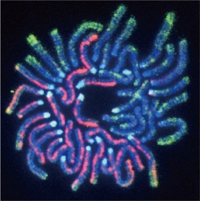 マウスの2細胞期胚の染色体の図