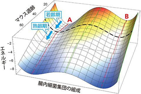 マウス腸内細菌集団の安定性を示す「地形」の図