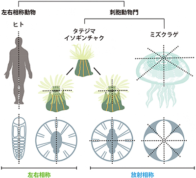 ヒト、タテジマイソギンチャク、ミズクラゲの体の構造の図