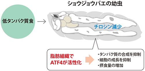 低タンパク質の餌によるショウジョウバエ幼虫の変化の画像