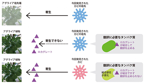 感染をめぐるアグライアとカビの攻防の図