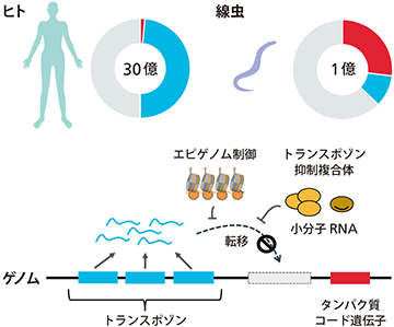 ヒトと線虫のゲノムの構成とトランスポゾンの制御の図