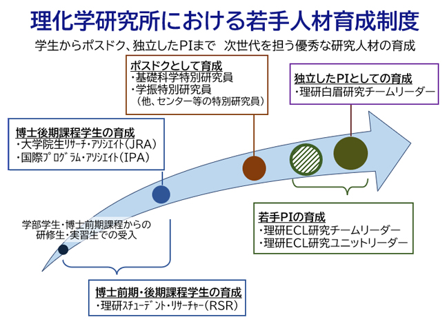 若手制度の図