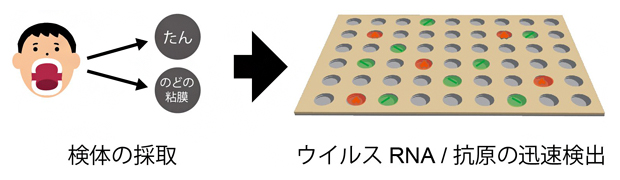 研究のコンセプト:コロナウイルスを「非増幅」・「短時間」・「その場」で検出の図