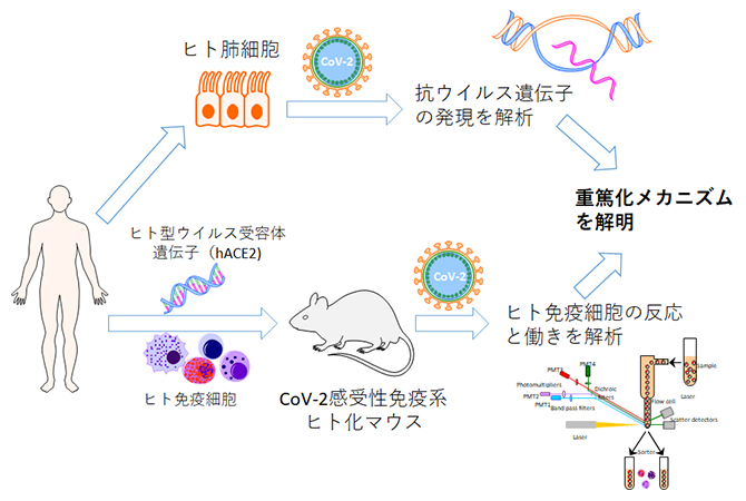 ポスト・ワクチン時代を見据えたCOVID-19重篤化研究の流れの図