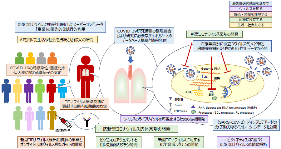 理研における新型コロナウイルスに関する研究の図