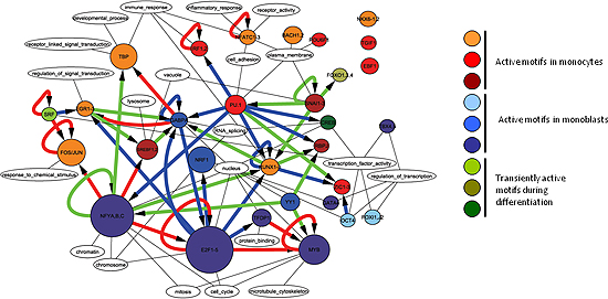 Figure showing transcription network