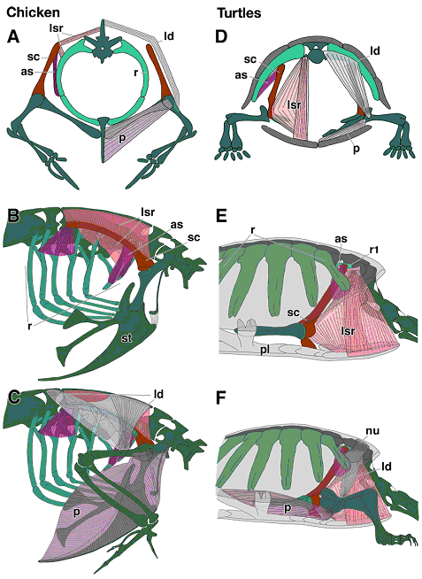 Figure comparing muscles of chicken and turtle