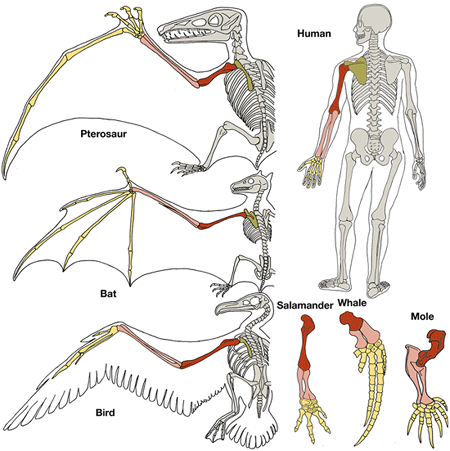 Figure showing morphological homology of forelimb