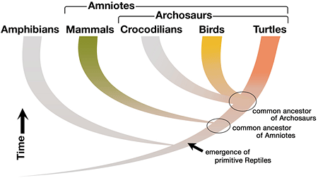 Figure showing phylogeny of amniotes