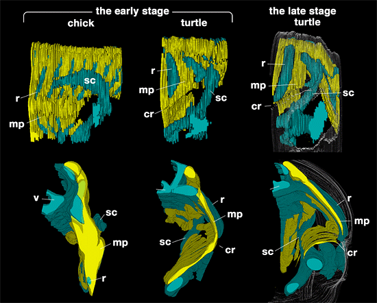 Figure showing turtle body wall