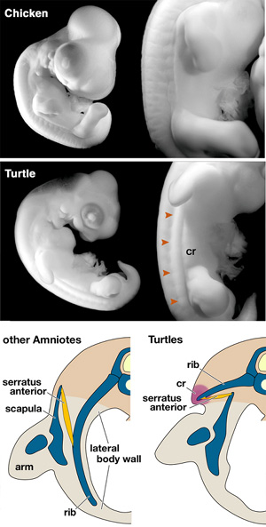 Figure showing developmental twisting