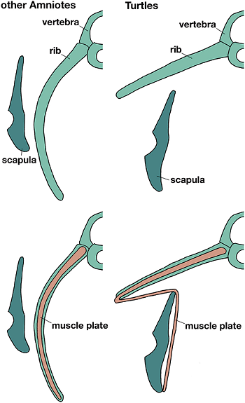 Schematic transverse views to compare the topography of ribs, scapula and muscle plate