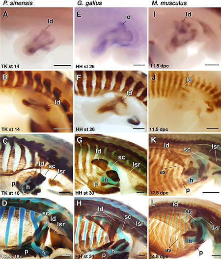 Photos showing muscle development