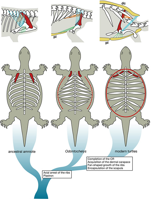 Schematic showing evolution of turtle body